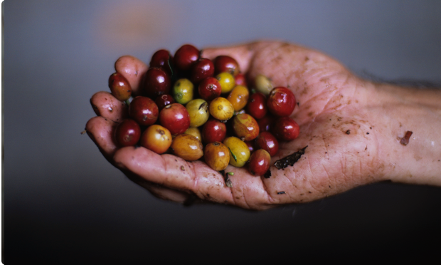 La forza è nella filiera