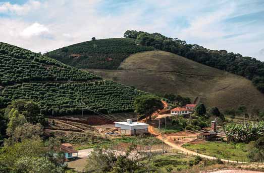 piantagione di caffè Brasile
