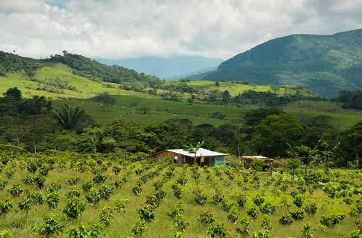piantagione di caffè Colombia
