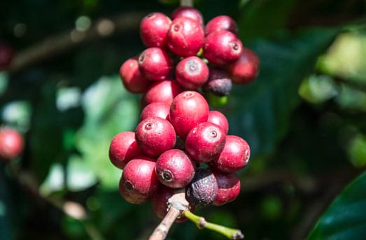 Chicci di caffè sull'albero 